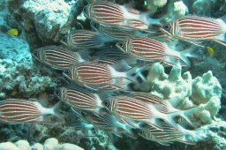 20011006_2_Shaab_Ishta_0007